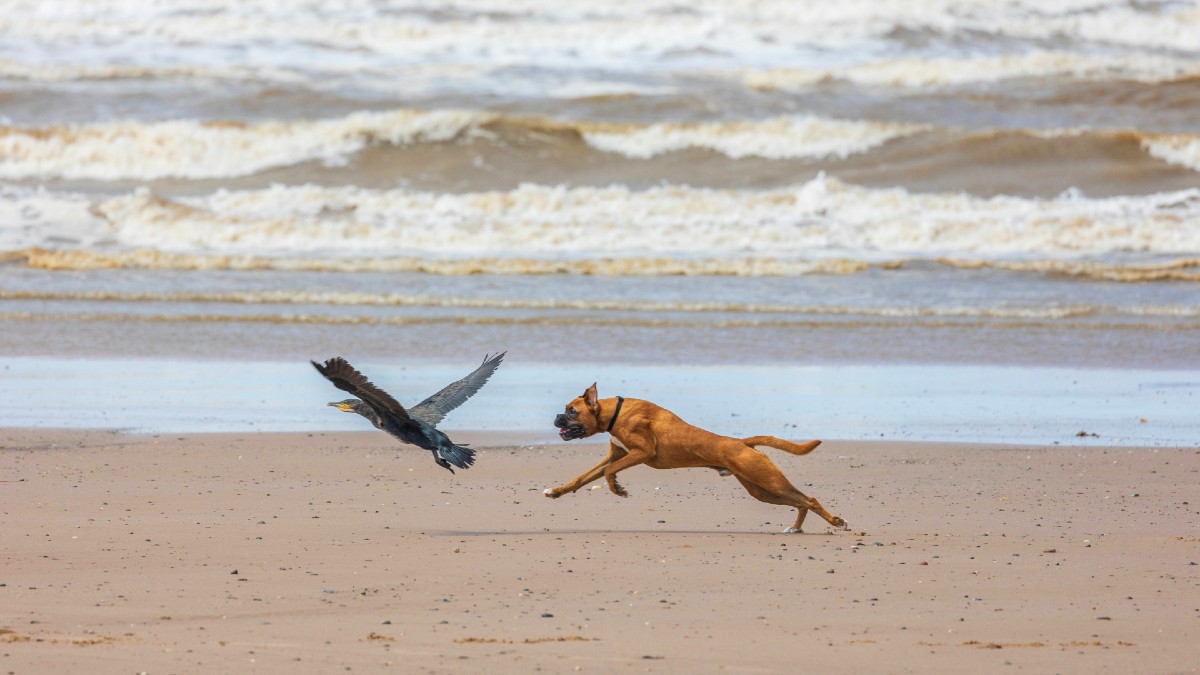 chasing-beach-unsplash.jpg